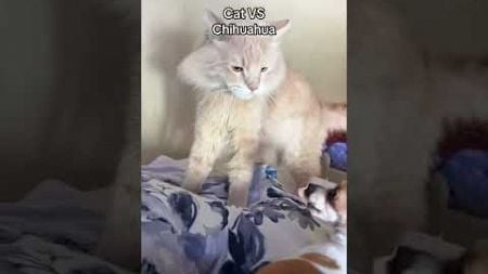 They’re always fighting 😂 #funnyvideo #cutespets #cats #funny #fuunypets #pets #petvs #cute