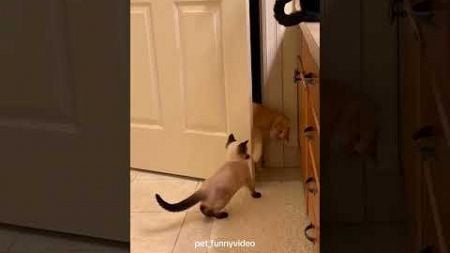 Funny Moments #funnycat #catlover #funny #cat #cats #pets #funnypets