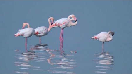 Flamingos enjoying Yuncheng Salt Lake Wetland a testament to restoration efforts