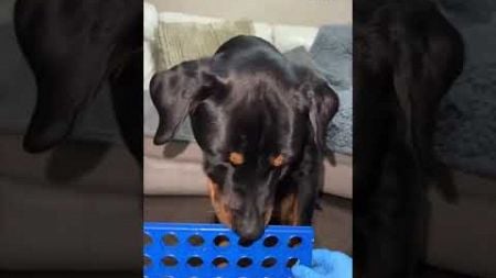 Talented Pup Plays Connect Four!