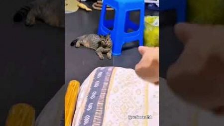 Funniest And Hilarious Moments Of Cute pets Cats 🤣😹🐾😻🐰 #shorts #crazycute #funnycute #funniestvideo