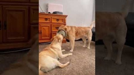 Dog vs dog #funny #funnypetschannel #funnyanimal #pets #funnypetclub #funnycat #funnyvideo