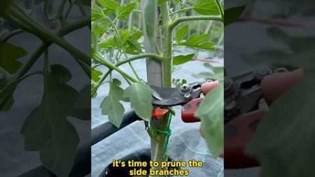 High yield Tomato tips #gardenning #viralvideo #tomato #fypviral #agriculture #viralshort #seo