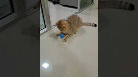 ส่งบอลให้หน่อย😺#cute #ball #cat