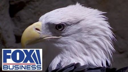 FREEDOM FLIES: Bald eagle will soon land as official national bird