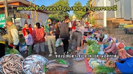 ตลาดนัดเช้าบ้านนาเจริญ อ.เขมราฐ จ.อุบลราชธานี ของป่า เขียด ปลานา#ของป่า #อาหารตามฤดูกาล #ปลานา