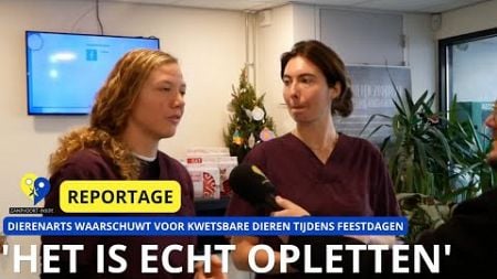 Dierenarts waarschuwt: “Houd uw huisdieren veilig tijdens feestdagen” | REPORTAGE | Zandvoort Inside