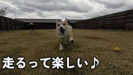 【後編】病気を乗り越え元気になった愛犬と旅行に行ってきました！