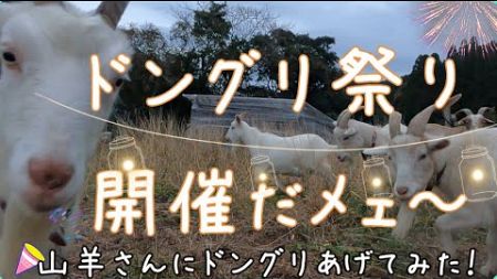 ドングリって山羊は食べる？キャンプ場で拾った自然のごちそうをプレゼント！