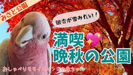 【みさと公園】静かな公園でペットと楽しむ紅葉♪銀杏の一斉落葉も見られたよ【おしゃべりモモイロインコの春ちゃん】