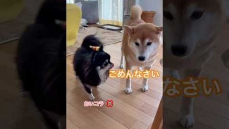 怒られて反省⁉️体の大きな柴犬が怒られる　#柴犬　#チワワ　#犬のいる暮らし #かわいい犬 #癒し