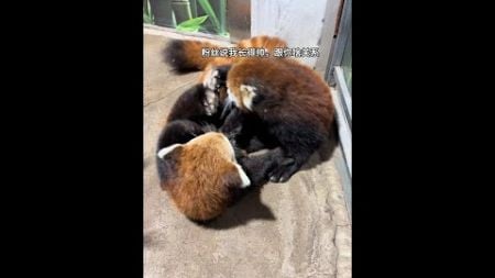 粉丝说的长得帅跟你啥关系啊？#小熊猫不是小浣熊 #小熊猫 #萌宠出道计划