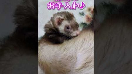 女の子は顔！　#shorts #フェレット #ferret #ペット #小動物 #かわいい #毛づくろい