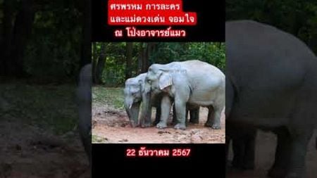 ศรพรหม การละคร ตามแม่เด่นมาโป่งอาจารย์แมว #ช้างเขาใหญ่ #thaielephant