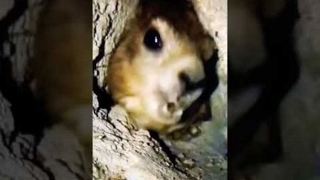 Pov wen ich meinem Hamster ausversen nicks zum essen gegeben habe