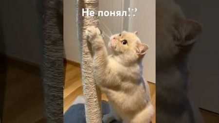 Я белка, белка, белка. Я больше не кошак #жизньвчехии #безкотаижизньнета #cat #домашниепитомцы