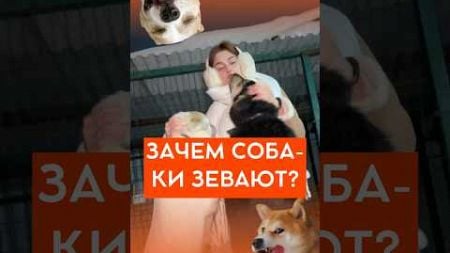 ЗАЧЕМ ЖЕ СОБАКИ ЗЕВАЮТ? #домашниепитомцы #собака #животные #домашниеживотные #собаки