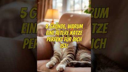 Warum ältere Katzen ideale Haustiere sind – 5 überzeugende Gründe 🐾❤️