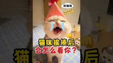 猫咪犯错挨揍后，会怎么看你？＃猫咪犯错＃教育小猫＃新手养猫＃养猫知识＃养猫日常＃养猫经验＃科学养猫＃养猫人＃养猫经验分享＃宠物＃萌宠＃猫咪＃cat＃宠物日常＃宠物知识＃分享养宠经验＃猫咪的迷惑行为