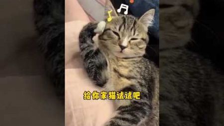 猫咪会上瘾的三大娱乐项目，给你家猫试试吧。＃猫咪游戏＃猫咪娱乐＃新手养猫＃养猫知识＃养猫日常＃养猫经验＃科学养猫＃养猫人＃养猫经验分享＃宠物＃萌宠＃猫咪＃cat＃宠物日常＃宠物知识＃猫咪的迷惑行为