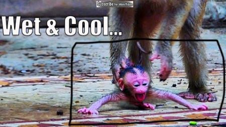 The r-e-jecting Action, the newborn baby monkey was wet cool body without hugging after raining