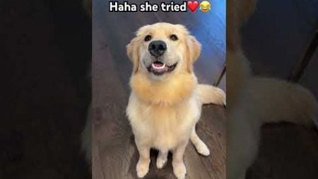 😂she tried#dogshorts#cutepet #goldenpuppy#goldenretriever #dog#puppy#pets##fyp#trending#shorts#cute