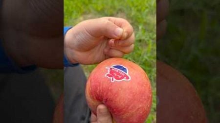 Cậu bé tốt bụng Gỡ bỏ nhãn dán Apple#camping#apple#lifehacks#outdoors🍎🤣😭