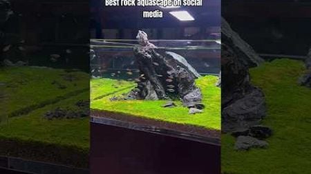 Best rock aquascape setup on social media #aquarium #feeds