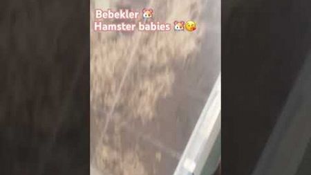 Bebekler #hamsters #hamsterbabies #animal #hamstersleeping #hamstershortvideo #haustiere #babiescute