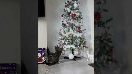 Christmas Tree Falls on Little Cat