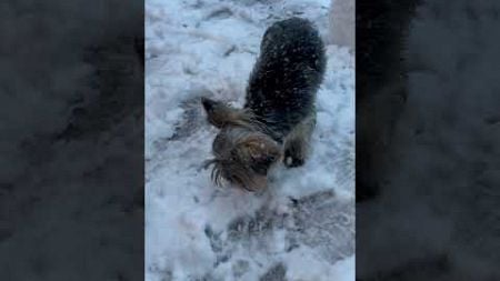 🎶 There goes frosty&#39;s nose 🎶 #Snow #Snowman #Dogs #Yorkie #YorkshireTerrier