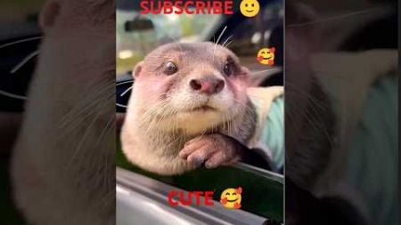 #love #pets #cute #animals #travel #music #song🥰🥰 #bollywood #youtube #movie