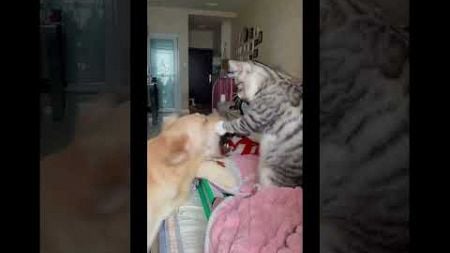 #funny #cat #pet #catcat #catshorts #funnycats #foryou #fyp #fypyoutube#cute#interesting