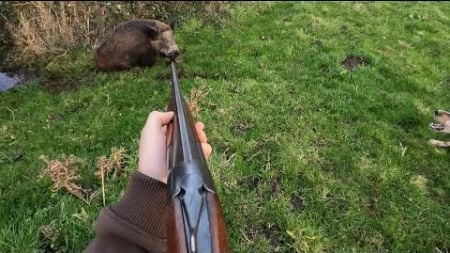 Chasse au sanglier dans la manche