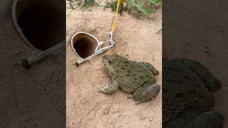 Survival Skills: SIMPLE and USEFUL. with.Trap frogs with claws #bushcraft #camping #outdoors