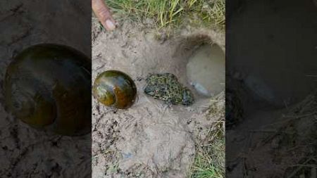 Survival Skills: Simple with snails and frogs#camping #outdoors #bushcraft #hack #short #forest