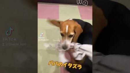 パパイタズラしました#ビーグル #ビーグル犬栗 #beagle #beagles #pet #ペット #大阪 #萌 #かわいい #犬 #dog #比格 #比格犬板栗 　#比格大魔王