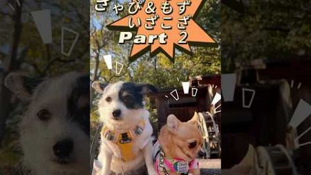 きゃぴともずのいざこざPart ２#ペット #チワワ #ミックス犬 #pets#コント