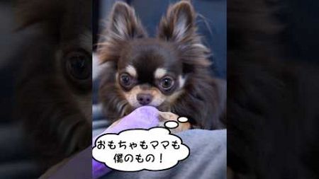 【 犬の気持ち 】忠実で賢い チワワ の魅力！〔 犬 ペット ペットしつけ 〕