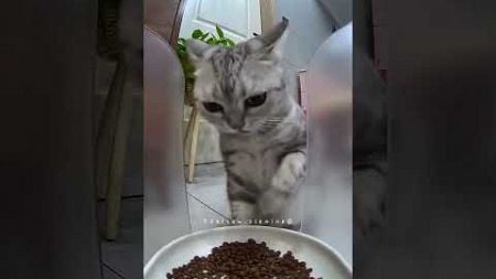 Funny Moments #funnycat #catlover #funny #cat #cats #pets #funnypets