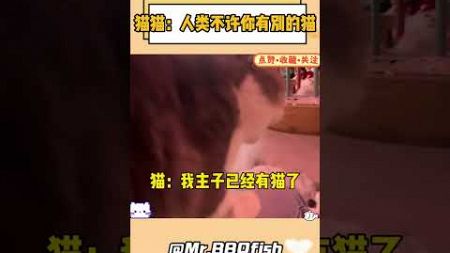 猫猫：人类！你只能是我的#猫猫 #娱乐 #搞笑