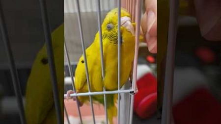 朝からもふもふされるインコ #music #セキセイインコ #birds #budgerigar