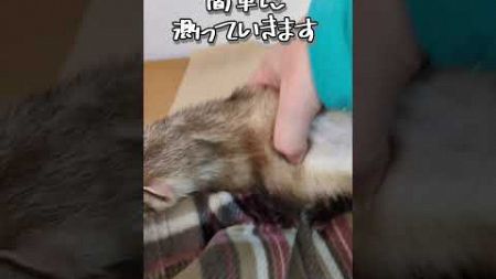 測らせてー！　#shorts #フェレット #ferret #ペット #小動物 #animals #かわいい #スリング