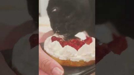 初めてのケーキ!!(ペット用) #パグ #puppy #pug #cute #パグ大好き #パグプー #パグlife