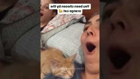 #funny #funnyshorts #funnymemes #memes #cat #pets #cute #fyp#WF