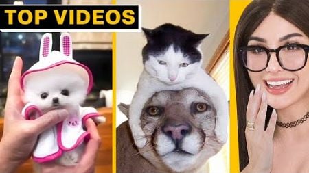 When Pets Steal the Show – Funniest Animal Videos | SSSniperWolf