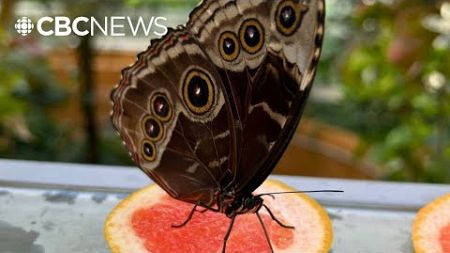 How Montreal’s Insectarium is using AI for research – and to make visits more interactive