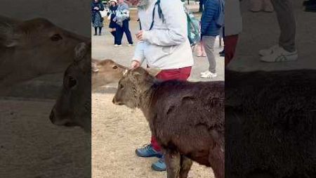 叫ぶ観光客 🦌いたずら好きな奈良の鹿-面白すJAPAN NARA