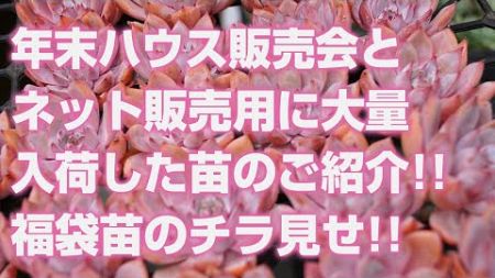 【多肉植物】年末ハウス販売会とネット販売用に大量入荷した苗のご紹介!!福袋苗のチラ見せ!!【succulent】トロピカルガーデン