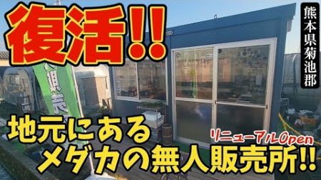 待ちに待った熊本のメダカの無人販売所❕